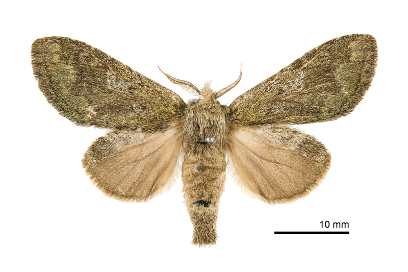 Syntypistis cyanea cyanea Female